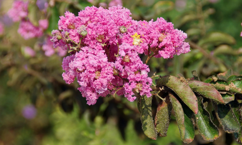 lagerstroemia-that-needs-watered.jpg