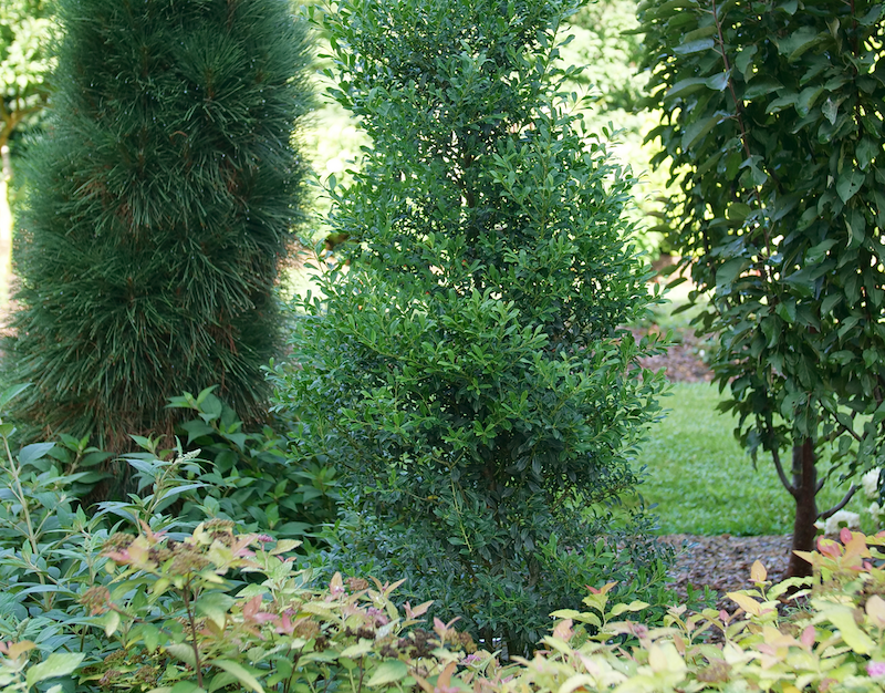 landscape-planting-of-squeeze-box-inkberry.png