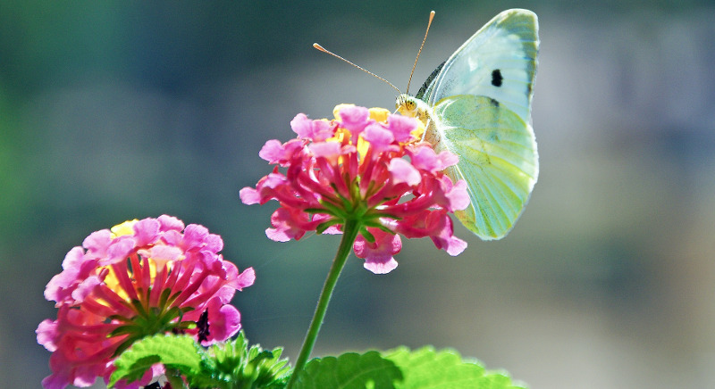 lantana-flowers-with-butterfly-on-it.jpg