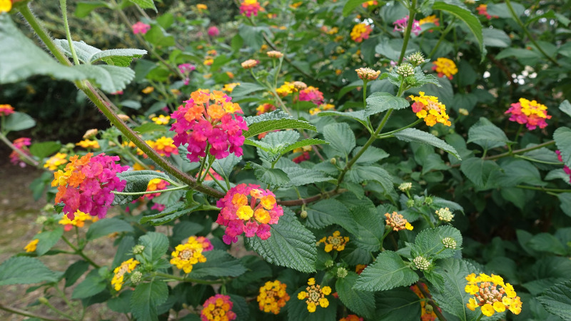 lantana-plant-starting-to-get-overgrown.jpg