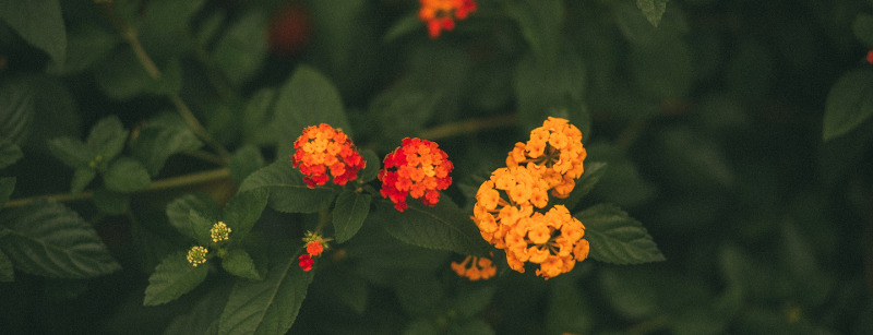 lantana-with-very-little-flowers.jpg