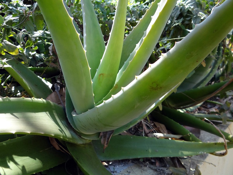 large-aloe-plant-growing-outdoors.jpg