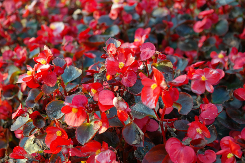 large-begonia-plants-blooming.jpg