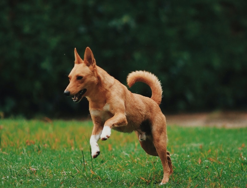 large-boxwood-hedge-with-dog-in-the-yard.jpg