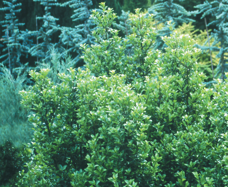 large-castle-wall-blue-holly-planting.jpg