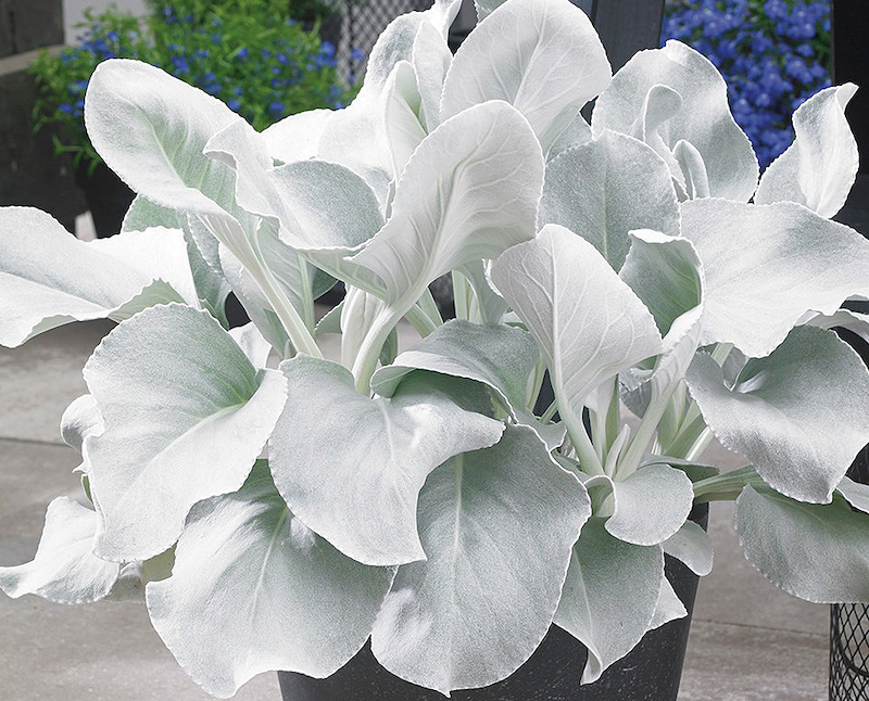 large-container-of-senecio-angel-wings-outdoors.jpg