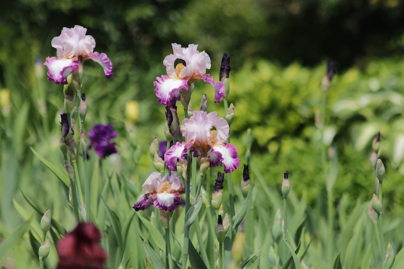 large-drift-of-bearded-iris.jpg