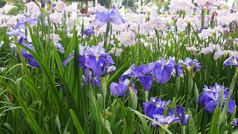 large-drifts-of-japanese-irises-in-bloom.jpg