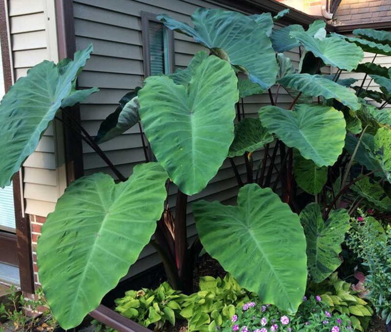 large-elephant-ear-plants-growing-outside.jpg