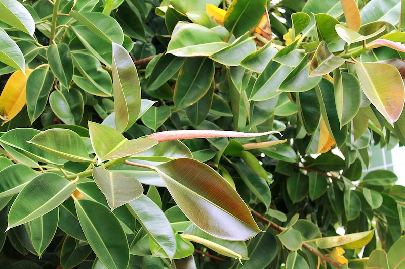 large-ficus-elastica.jpg