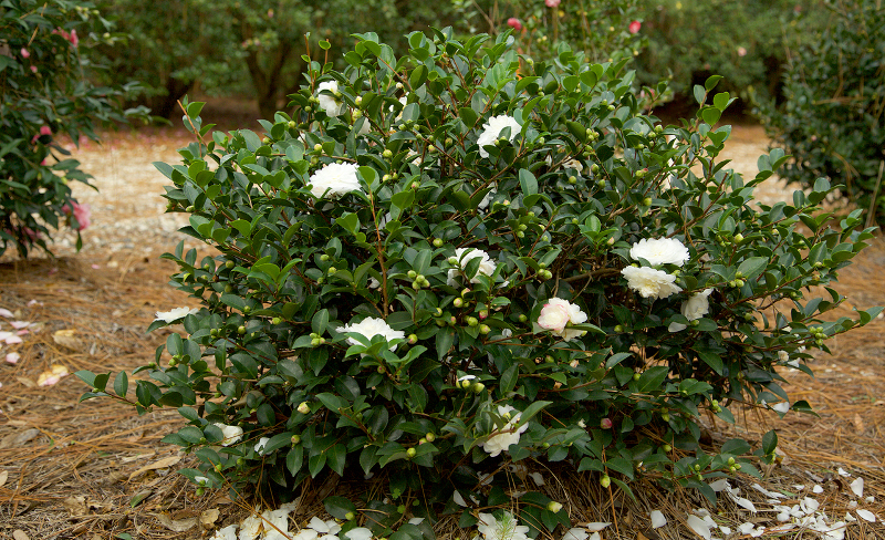 large-flowering-camellia-bush-with-pine-needle-mulch.jpg