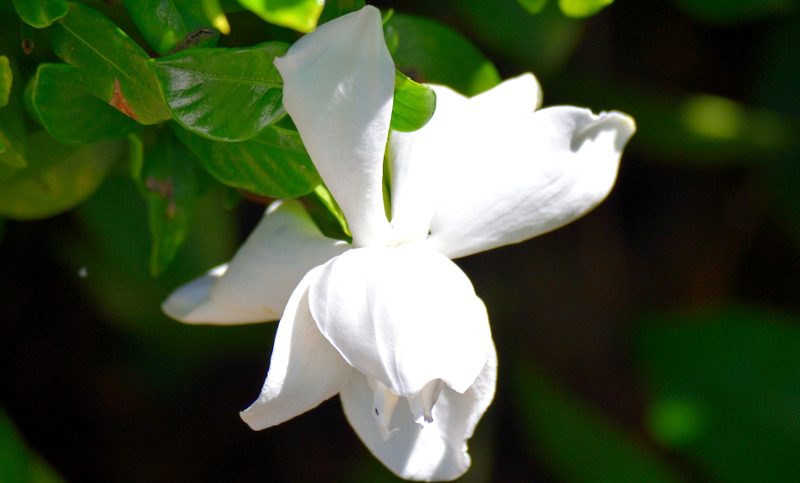 large-gardenia-flower-up-close.jpg