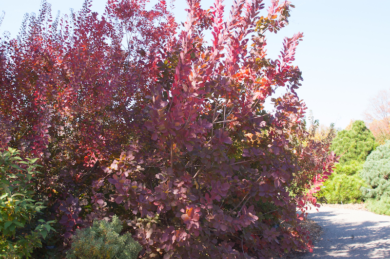 large-grace-smokebush-specimen.jpg