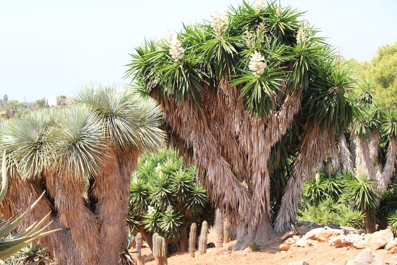 large-grouping-of-tree-yuccas.jpg