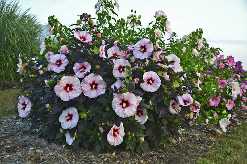 large-hibiscus-shrubs-blooming.jpg