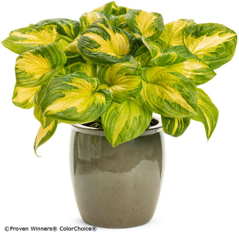 large-hosta-plant-growing-in-garden-planter.jpg