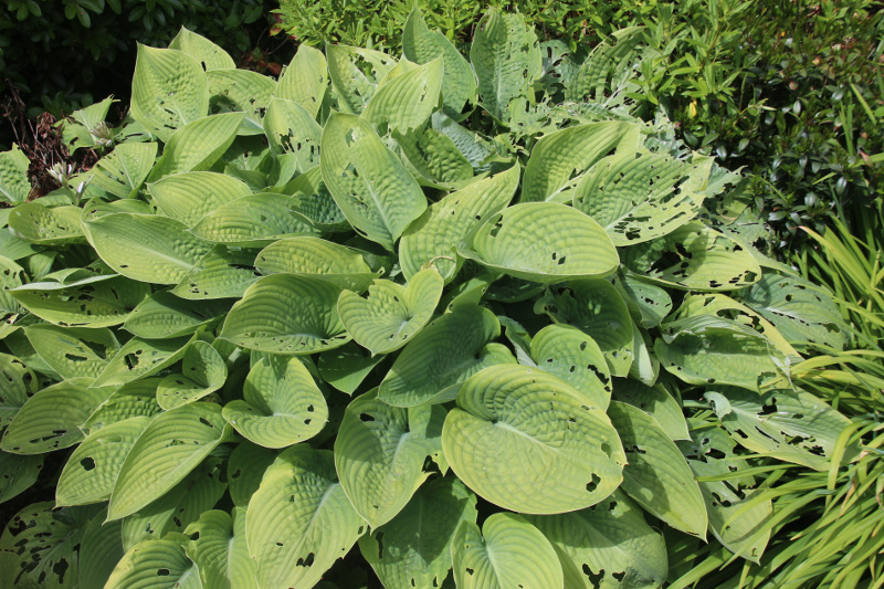 how to stop dogs from eating hostas