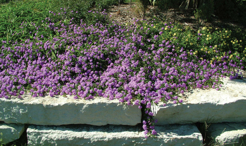 large-lantana-plant-spreading-on-rock-wall.jpg