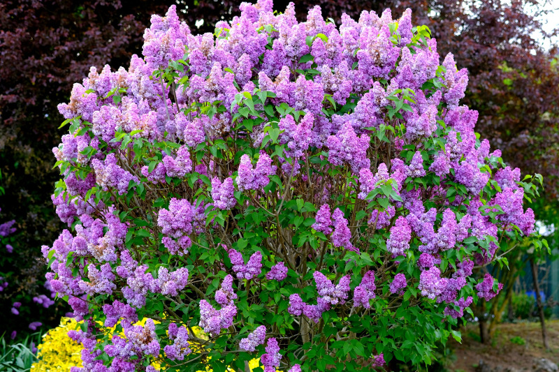 How to Control Lilac Sucker Growth (2024)