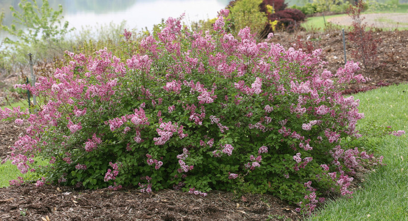 Watering Lilacs