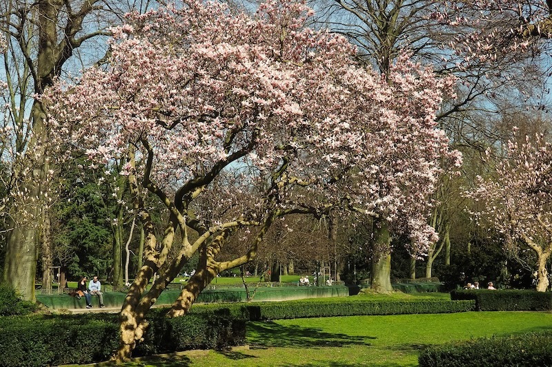 large-magnolia-denudata-in-bloom-in-a-park.jpg
