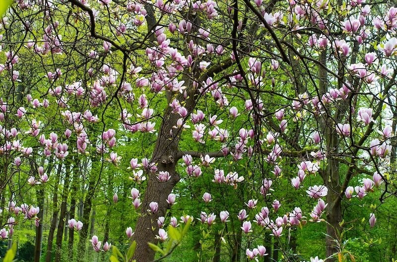 large-magnolia-tree-in-bloom-in-woodland-garden.jpg