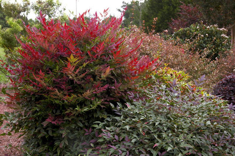 large-nandina-shrubs.jpg