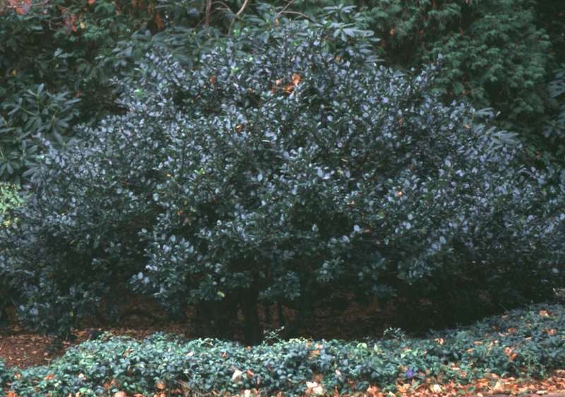 large-planting-of-ilex-x-meserveae-blue-prince.jpg