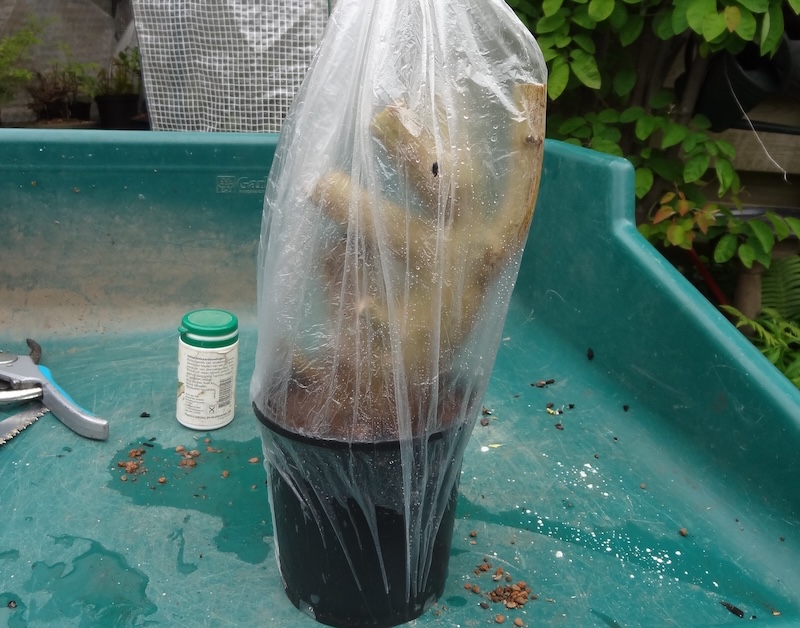 large-potted-cutting-covered-with-a-bag-to-retain-humidity.jpg