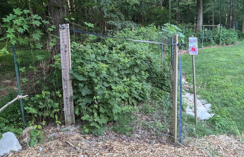 large-raspberry-and-blackberry-patch-planted-with-virginia-creeper.jpg