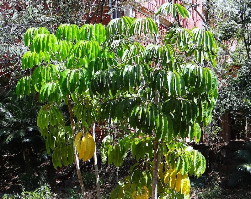 large-schefflera-growing-outdoors.jpg