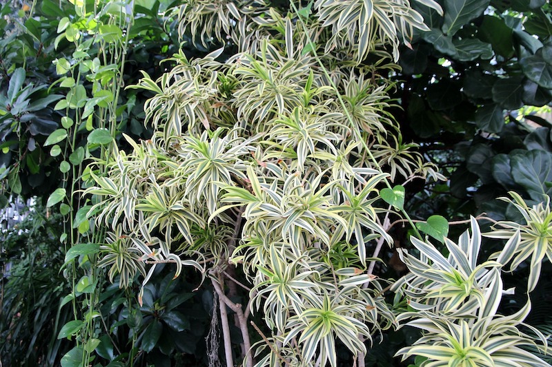 large-spider-plant-growing-outdoors.jpg