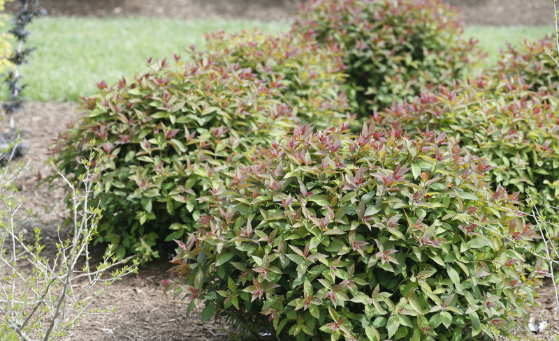 large-spirea-bushes-growing-next-to-each-other.jpg