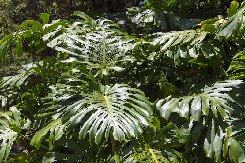 large-split-leaf-philodendron-growing-outdoors.jpg