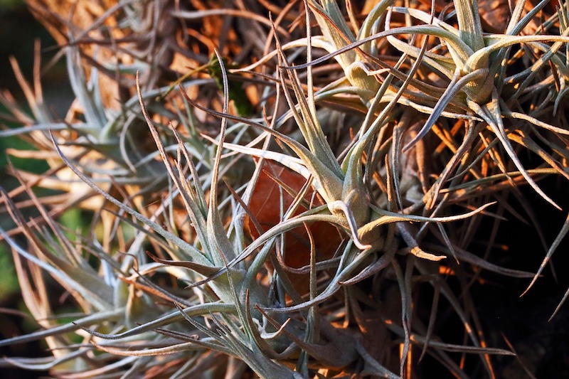 large-tillandsia-group-growing-outdoors.jpg