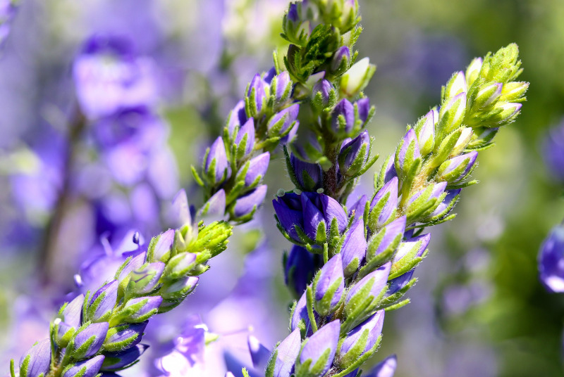 larkspur-flower-buds-close-up.jpg