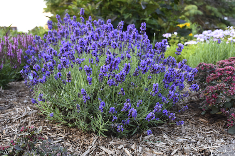 lavandula-sweet-romance-in-perennial-bed.jpg