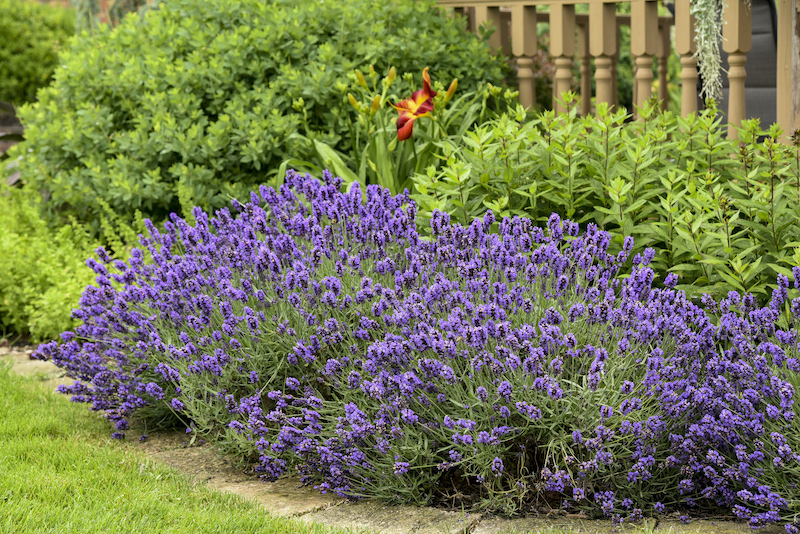 lavandula-sweet-romancein-mixed-perennial-bed.jpg