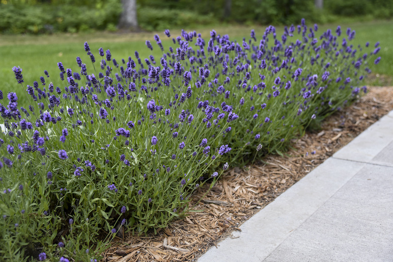 lavandula-sweet-romancemulched-bed.jpg