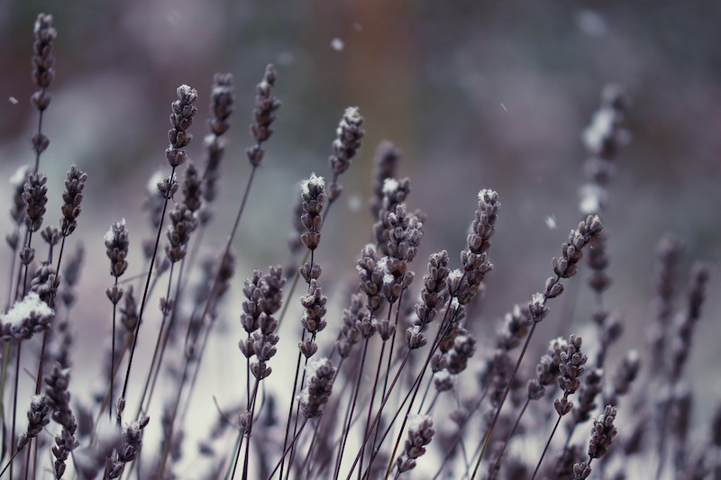 Caring for Lavender in Winter (Indoors & Outdoors)