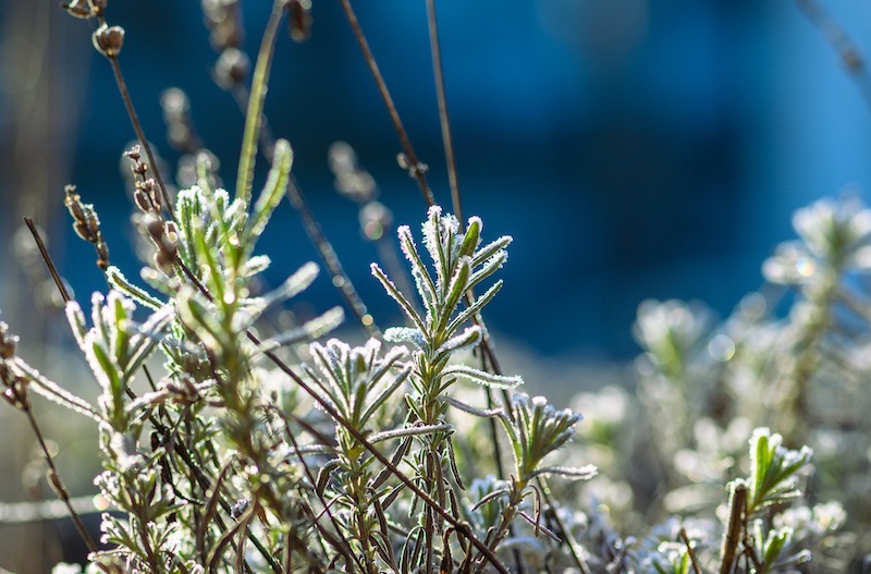 Lavender care - Frosts