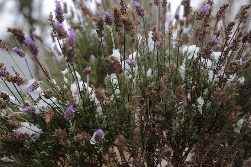 lavender-with-snow-patches.jpg