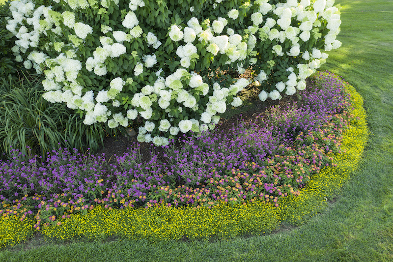 layered-planting-with-luscious-berry-blend-lantana-globe-amaranth-mecardonia-and-limelight-hydrangea.jpg