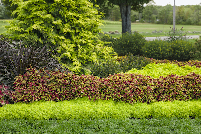 layered-planting-with-soft-serve-false-cypress.jpg