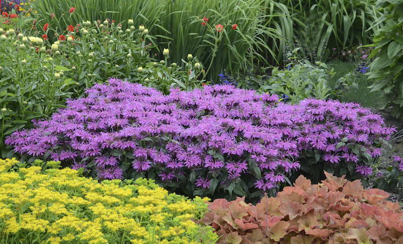 leading-lady-plum-bee-balm-planting.jpg