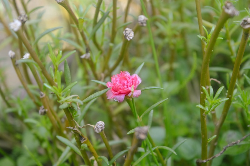 leggy-purslane-plant-may-benefit-from-a-trim.jpg