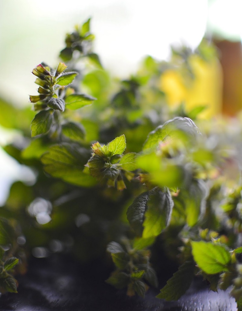 lemon-balm-deep-green-leaves.jpg