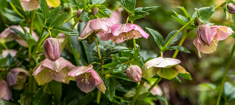 lenten-rose-flower-buds-and-heads.jpg