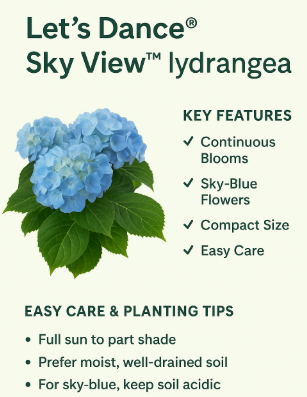 let-s-dance-sky-view-hydrangea-care-information.png