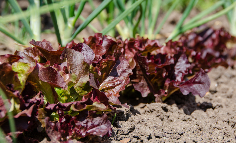 lettuce-and-onions-growing-together.jpg